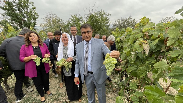 Safranbolu'da tescilli çavuş üzümü hasadına başlandı